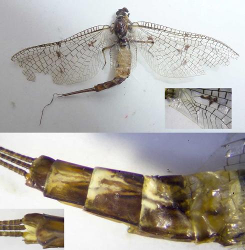Ephemera danica