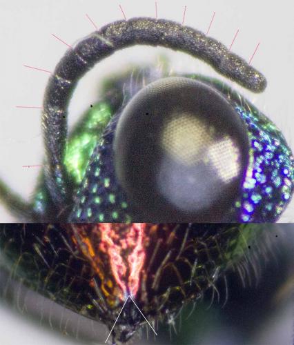 Pseudomalus auratus