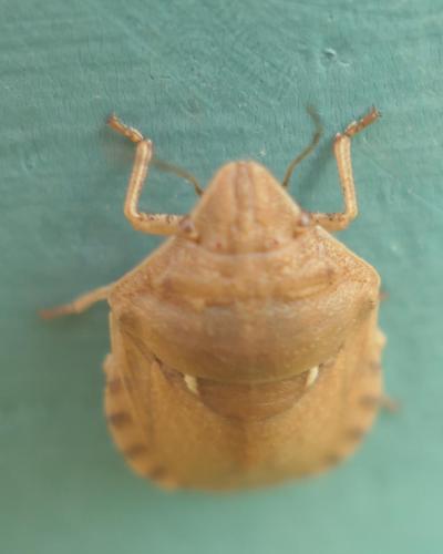 Eurygaster maura