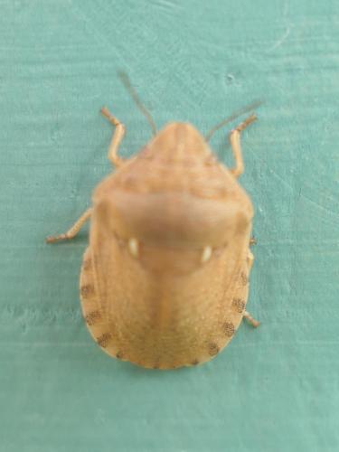 Eurygaster maura