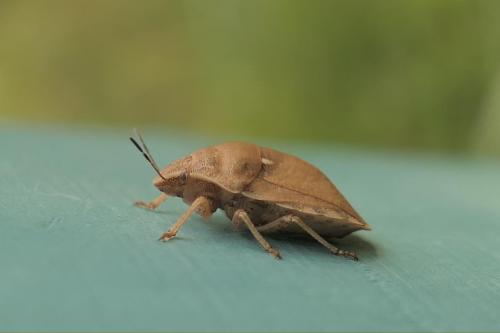 Eurygaster maura