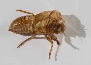 Réf. 263 041 : Tibicina haematodes