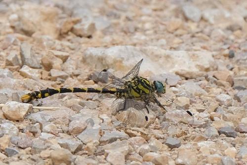 Onychogomphus uncatus
