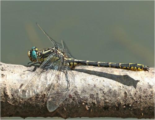 Réf. 263 619 : Gomphus graslinii