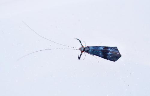 Réf. 263 888 : Mystacides azureus