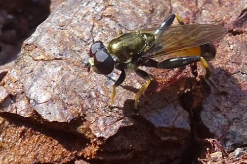 Xylota segnis
