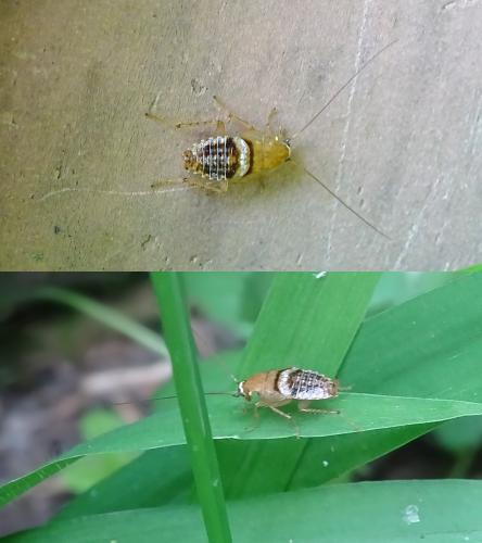 Planuncus vinzi