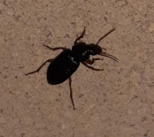 Pseudoophonus sp.