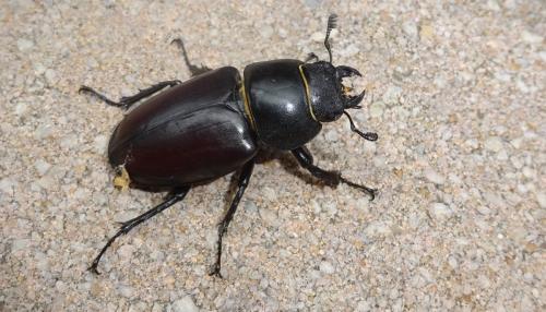 Réf. 263 325 : Lucanus cervus