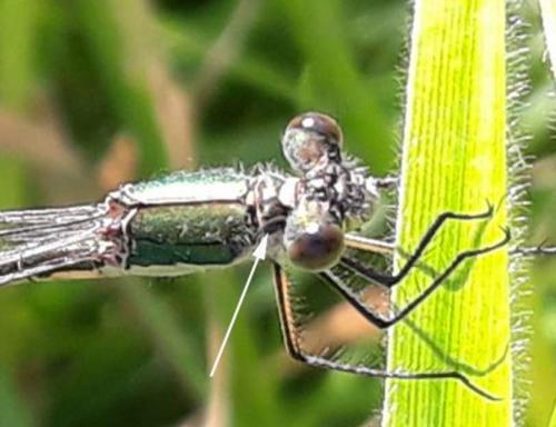 Lestes dryas