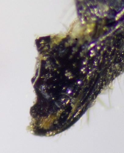 Megachile pilidens
