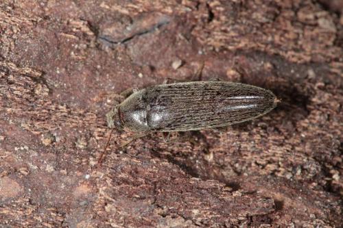 Réf. 263 555 : Synchroa punctata