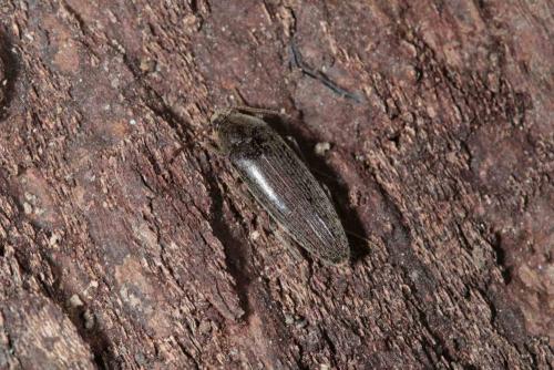 Réf. 263 556 : Synchroa punctata