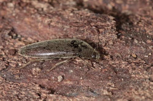 Réf. 263 557 : Synchroa punctata