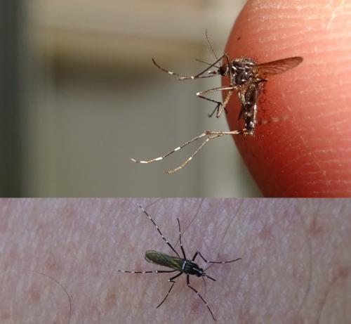 Aedes albopictus