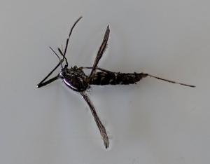 Aedes albopictus