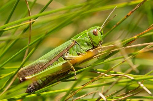 Réf. 263 483 : Omocestus viridulus