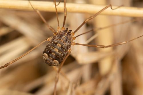 Nelima sp.