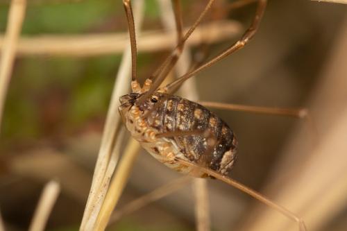 Nelima sp.