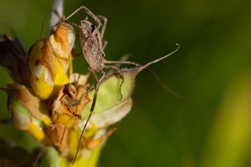 Odiellus troguloides