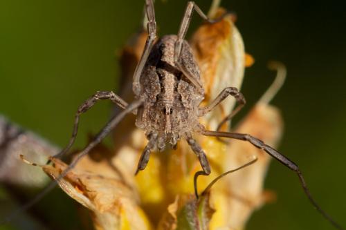 Réf. 263 391 : Odiellus troguloides