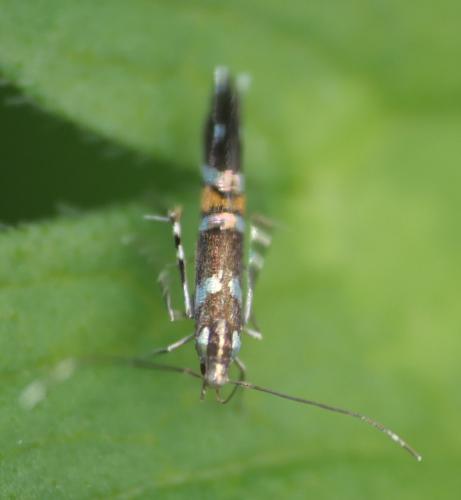 Réf. 263 466 : Cosmopterix zieglerella