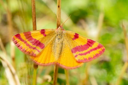 Lythria sanguinaria