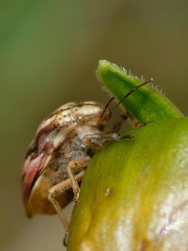 Odontotarsus purpureolineatus