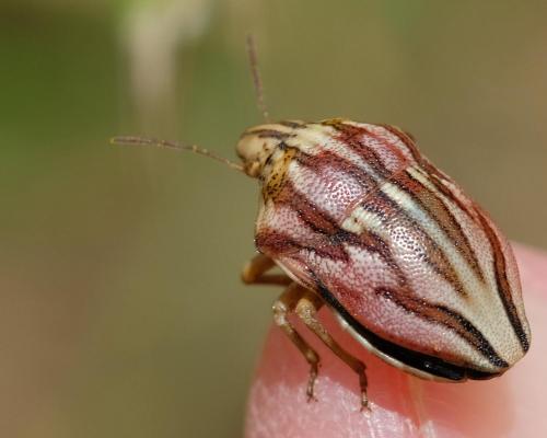 Odontotarsus purpureolineatus