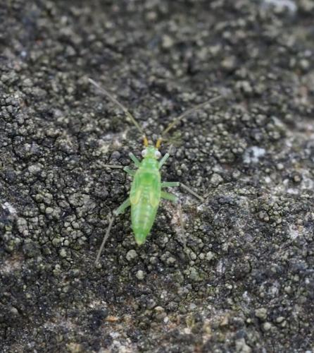 Blepharidopterus angulatus
