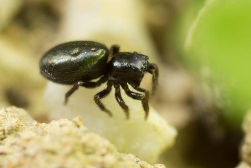 Réf. 263 387 : Chalcoscirtus (infimus-nigritus)