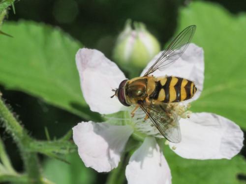 Réf. 263 964 : Syrphus vitripennis