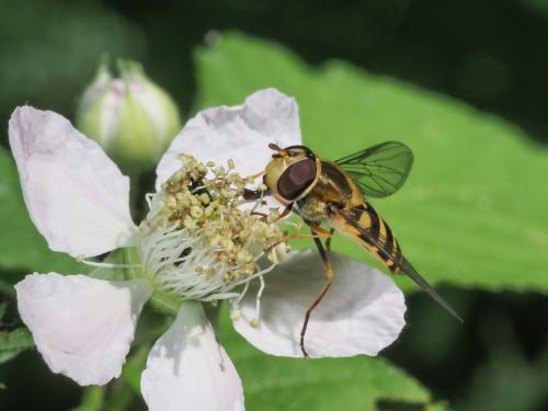 Syrphus vitripennis