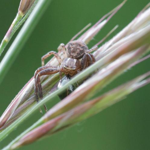 Xysticus sp.