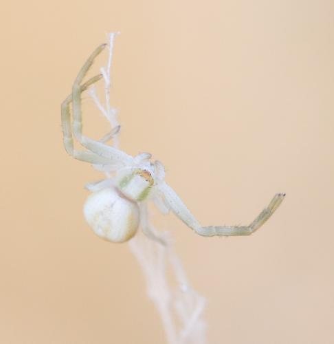 Misumena vatia
