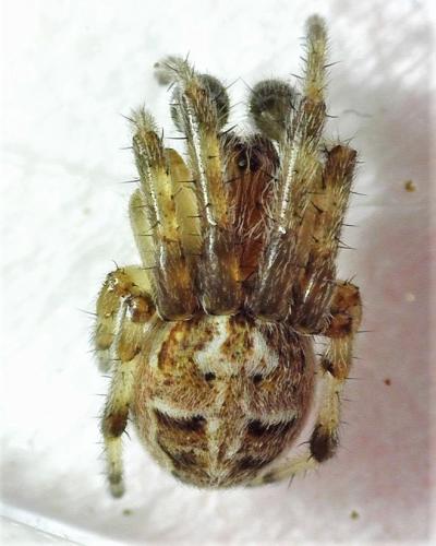 Larinioides cornutus