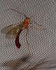 263033 – Photo : Bisetti Jean – France (74)