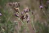 263538 – Photo : Limenitis78 – France (91)