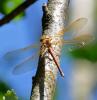 263923 – Photo : Pierre SENGEZ – France (60)