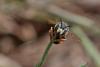 263980 – Photo : Marc Solari – France (68)