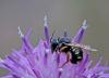 263975 – Photo : Marc Solari – France (68)