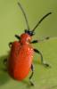 263920 – Photo : Christian Berquer – France (50)