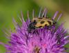 263811 – Photo : Roland Seitre – France (73)