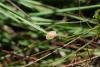 263431 – Photo : G. Theude – France (53)