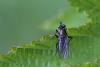 263291 – Photo : Marc Solari – France (68)
