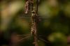 263499 – Photo : Olivier Payen – France (40)