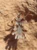 263135 – Photo : alain Roujas – Maroc