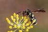 263610 – Photo : Marc Solari – France (68)