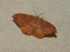 263100 – Photo : ORCHALLAN – France (44)