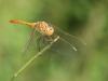 Sympetrum meridionale